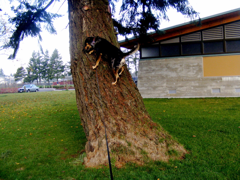 MY DOG ABBY CLIMBING TREES; DISPLAY FULL IMAGE.