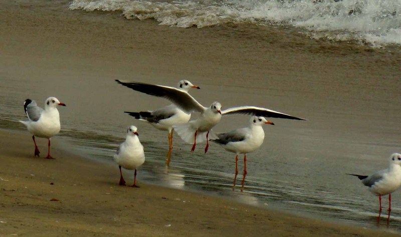 Image of: Larus brunnicephalus (brown-headed gull); DISPLAY FULL IMAGE.