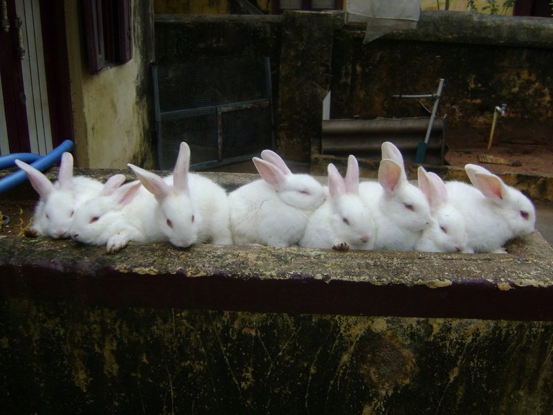 my cute rabbits; DISPLAY FULL IMAGE.