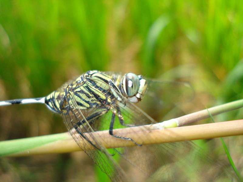 Awesome creature; DISPLAY FULL IMAGE.