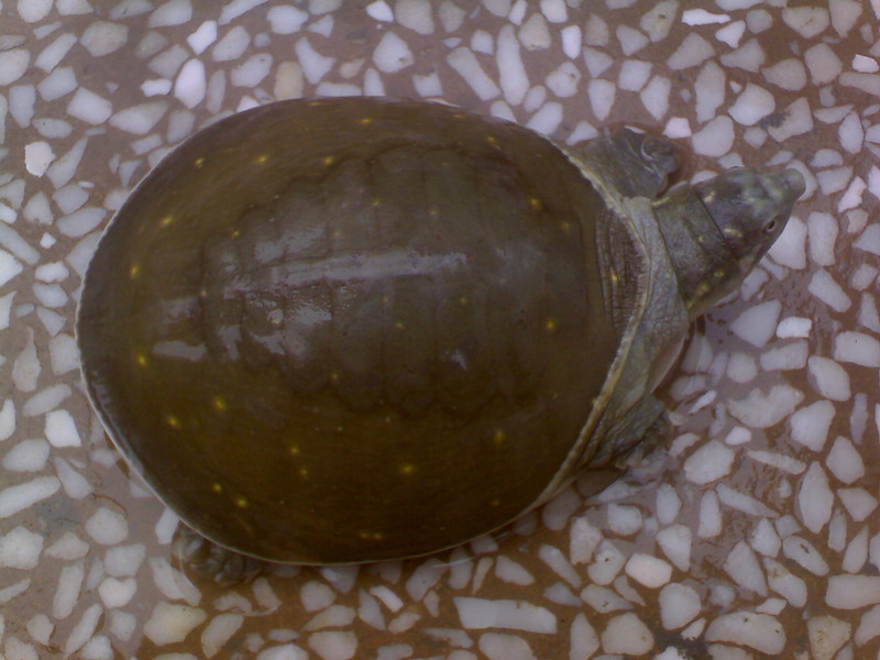 Can you please identify this turtle?; DISPLAY FULL IMAGE.