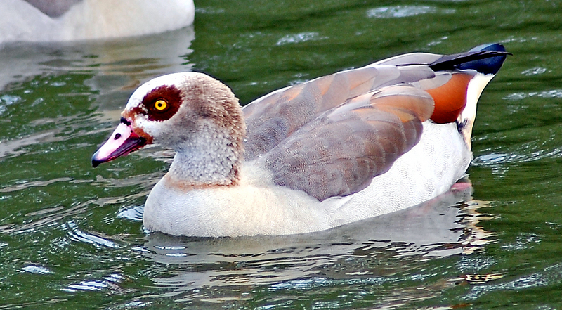 Duck ID ? -- Egyptian goose (Alopochen aegyptiaca); DISPLAY FULL IMAGE.