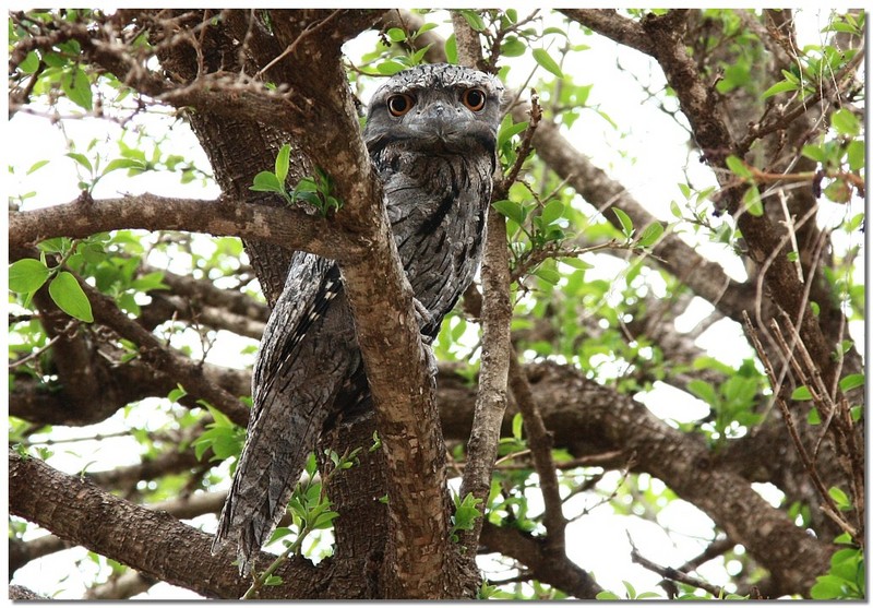 Tawny Frogmouth 1; DISPLAY FULL IMAGE.