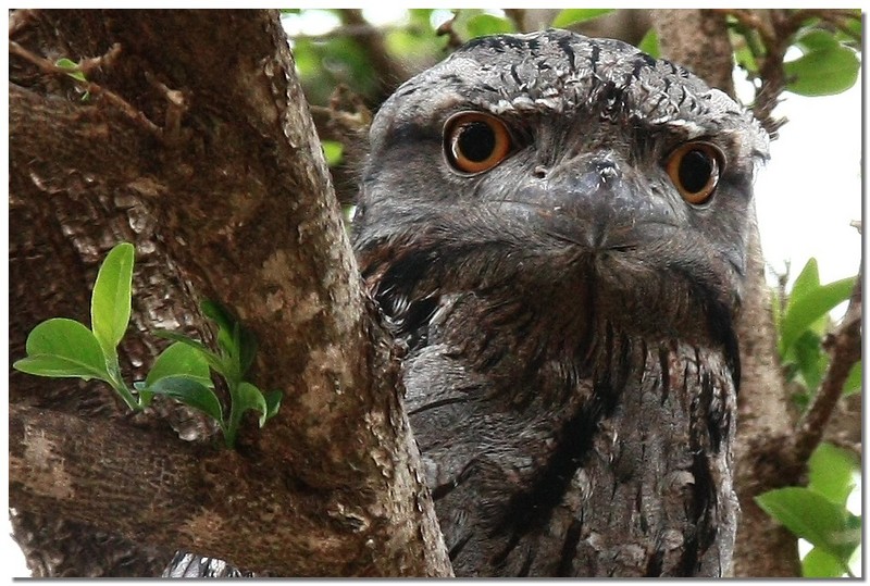 Tawny Frogmouth 2; DISPLAY FULL IMAGE.