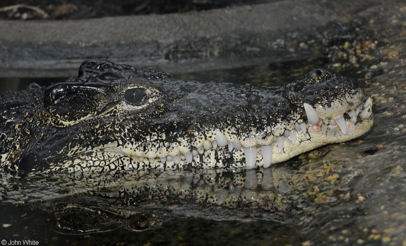Cuban Crocodile (Crocodylus rhombifer); DISPLAY FULL IMAGE.
