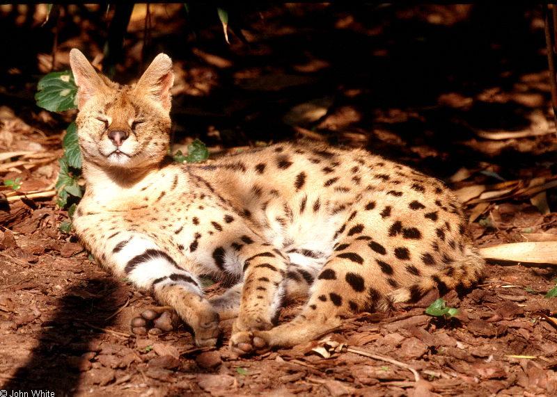Misc. Cats - serval (Felis serval)1; DISPLAY FULL IMAGE.