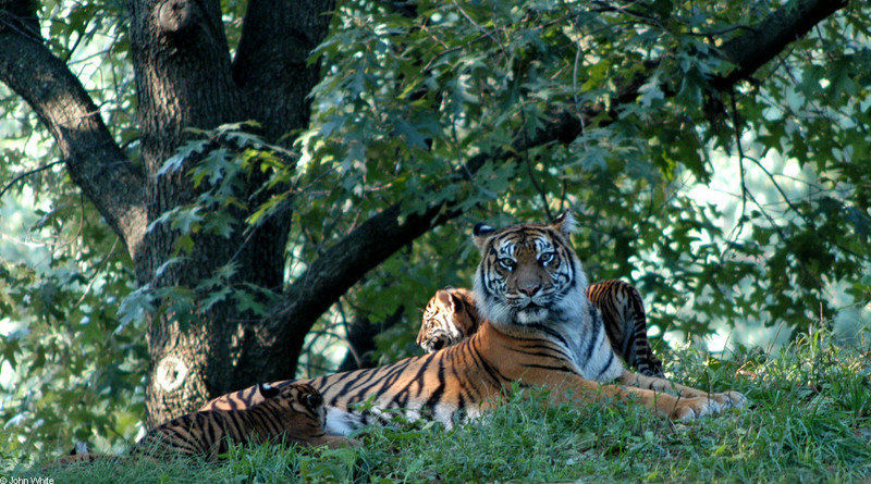 Misc. Cats - Sumatran Tiger (Panthera tigris sumatrae)012; DISPLAY FULL IMAGE.