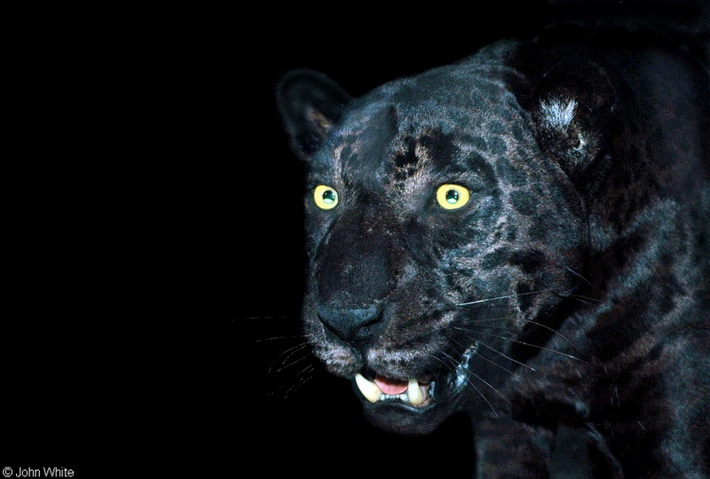 Misc. Cats - Black Panther-Leopard (Panthera pardus)lr; DISPLAY FULL IMAGE.