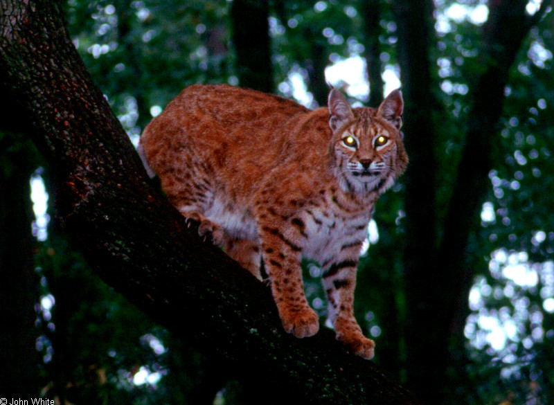 Misc. Cats - Bobcat (Felis rufus)0002; DISPLAY FULL IMAGE.