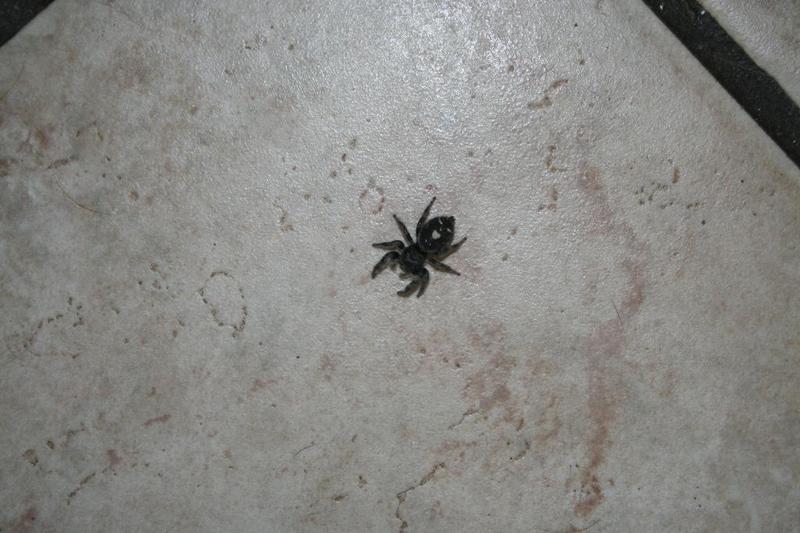 SPIDER WITH SMILEY FACE ON BACK; DISPLAY FULL IMAGE.