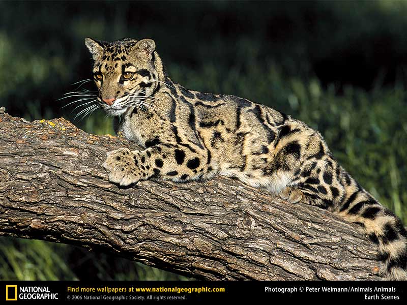 clouded leopard; DISPLAY FULL IMAGE.
