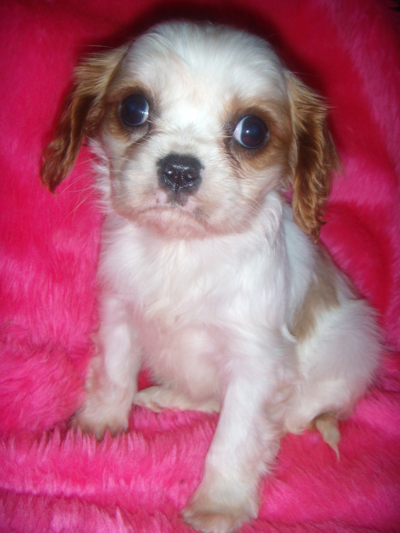 MY KING CHARLES HONEY 8 WKS OLD; DISPLAY FULL IMAGE.