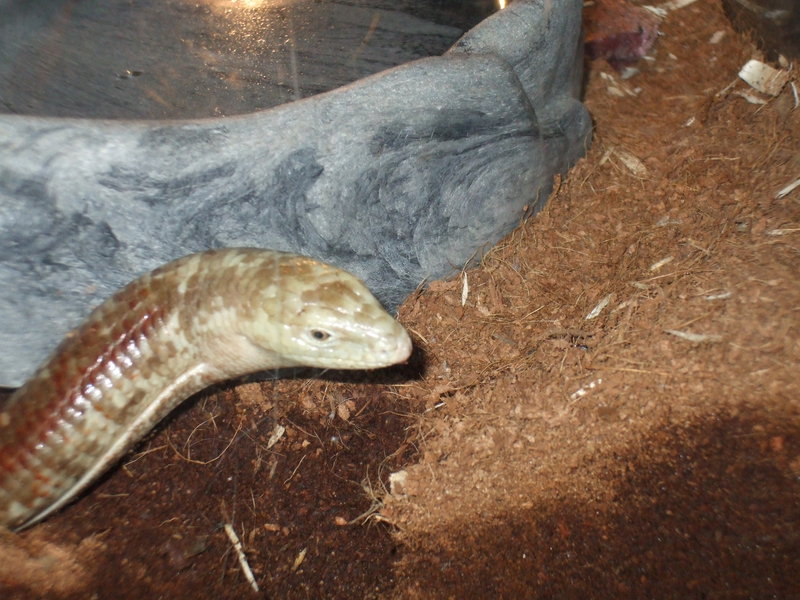 russian glass lizard ( legless lizard); DISPLAY FULL IMAGE.