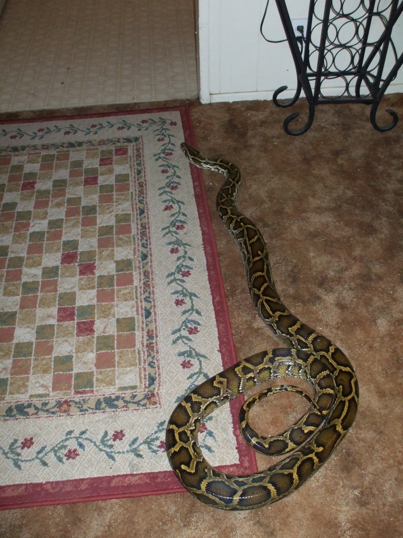 9'9'' burmese python; DISPLAY FULL IMAGE.