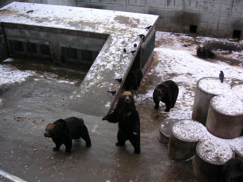 Asya qara ayısı(Ursus thibetanus), (Carnivora) dəstəsindan bir məməli növü.; DISPLAY FULL IMAGE.