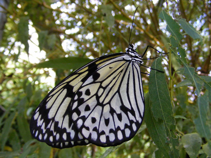 Butterfly; DISPLAY FULL IMAGE.