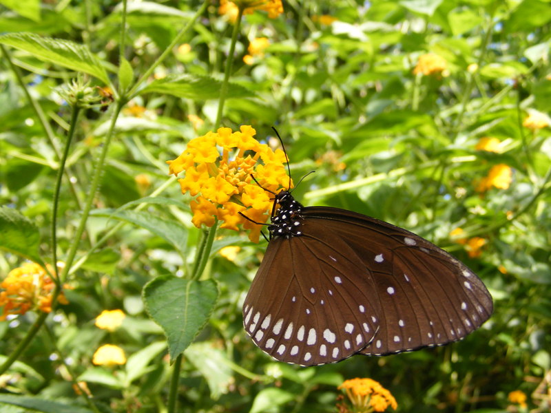 Butterfly; DISPLAY FULL IMAGE.