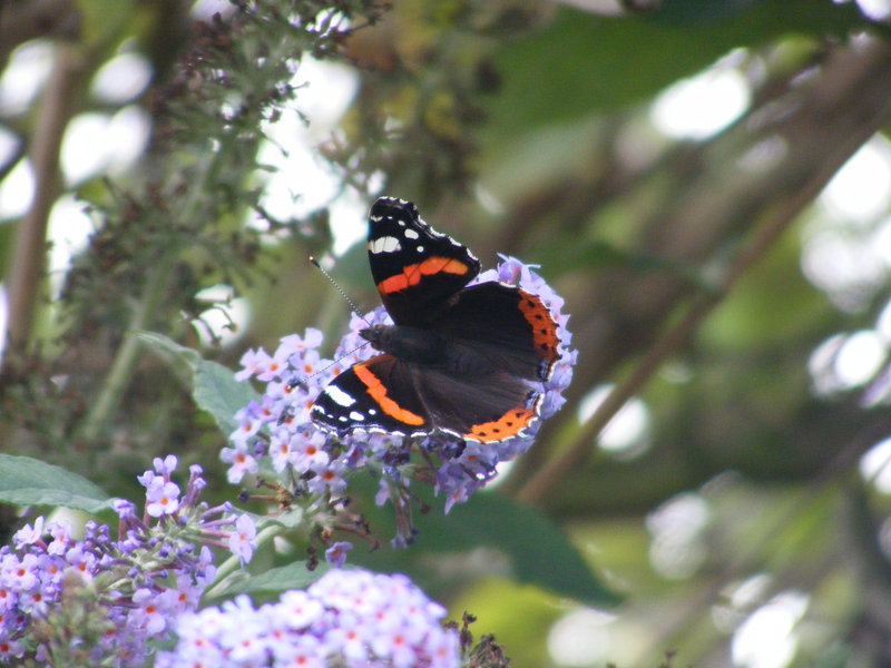 Red Admiral Butterfly; DISPLAY FULL IMAGE.