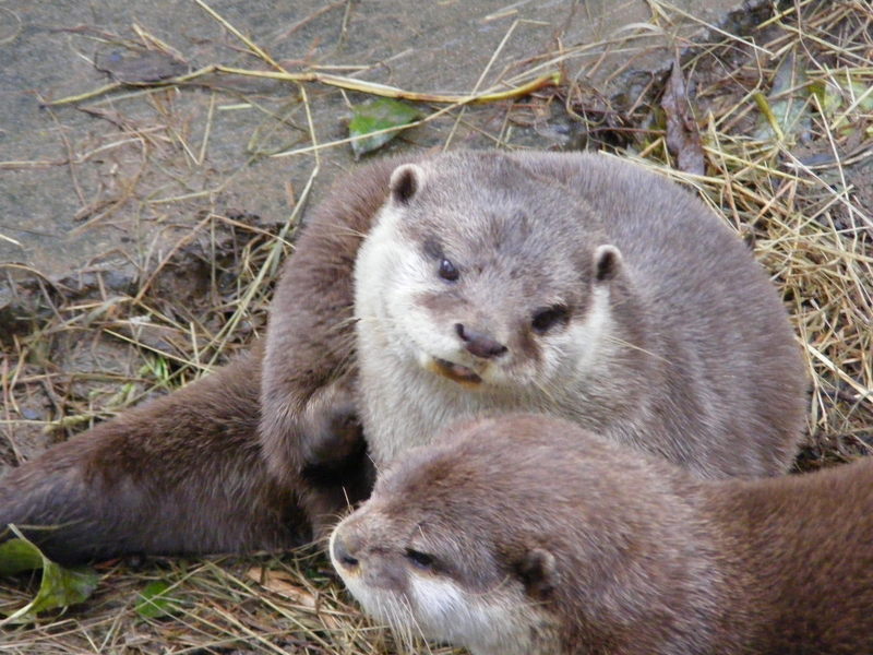 Otters; DISPLAY FULL IMAGE.