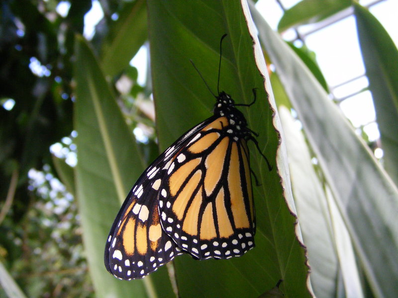 Butterfly; DISPLAY FULL IMAGE.