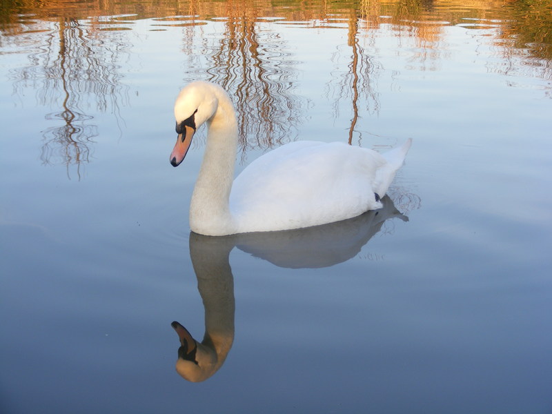 swan reflection; DISPLAY FULL IMAGE.