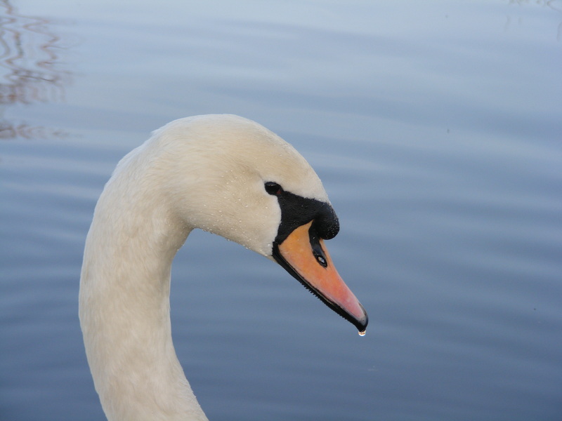 swan; DISPLAY FULL IMAGE.