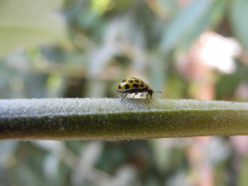 yellow ladybird; DISPLAY FULL IMAGE.