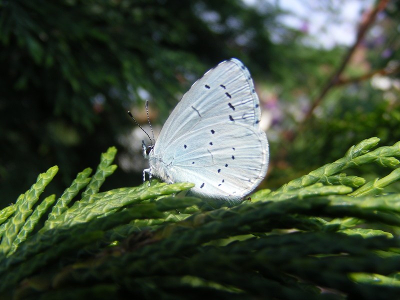 Holly Blue Butterfly; DISPLAY FULL IMAGE.