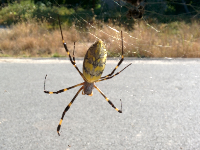 Jorō Spider (Nephila clavata) / Korean: 무당거미; DISPLAY FULL IMAGE.
