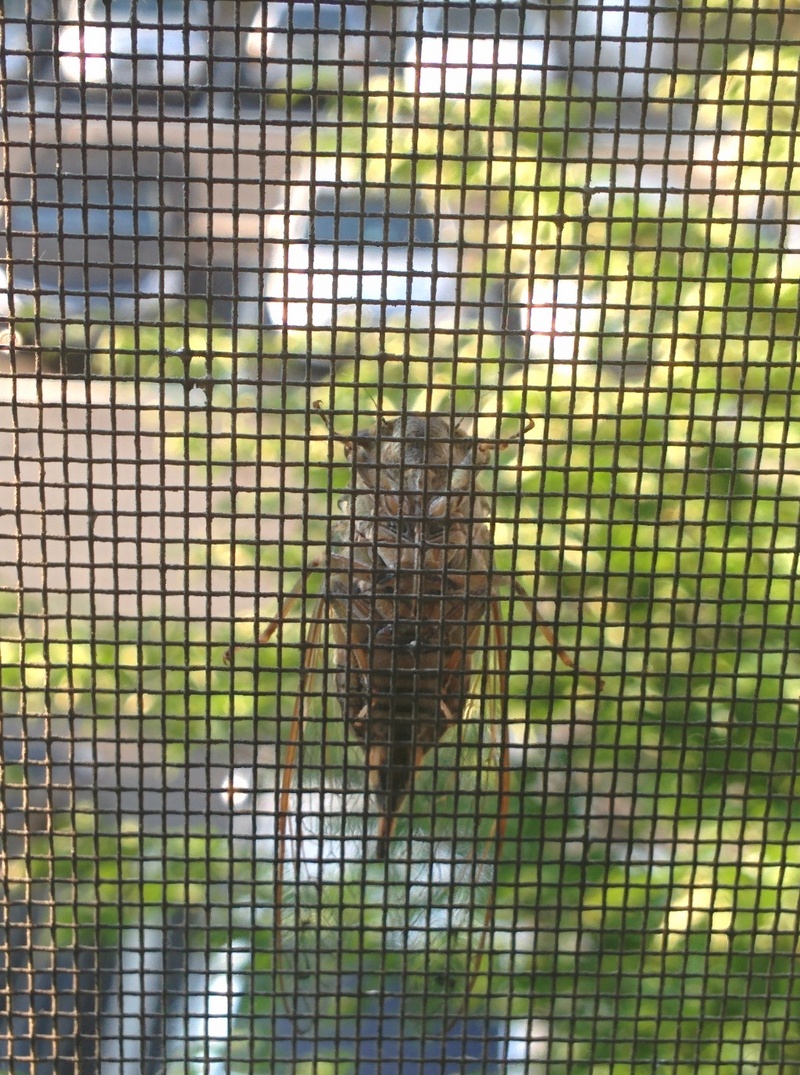 Cicada on the screen; DISPLAY FULL IMAGE.