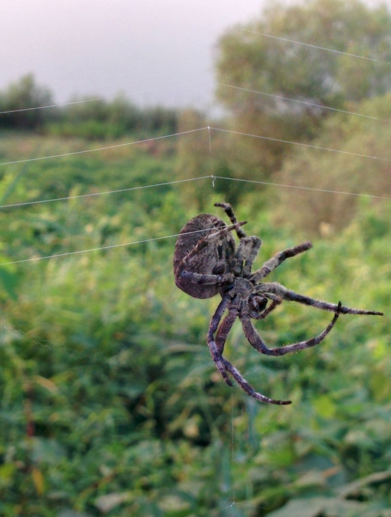 Giagantic Araneus spider weaving its web; DISPLAY FULL IMAGE.