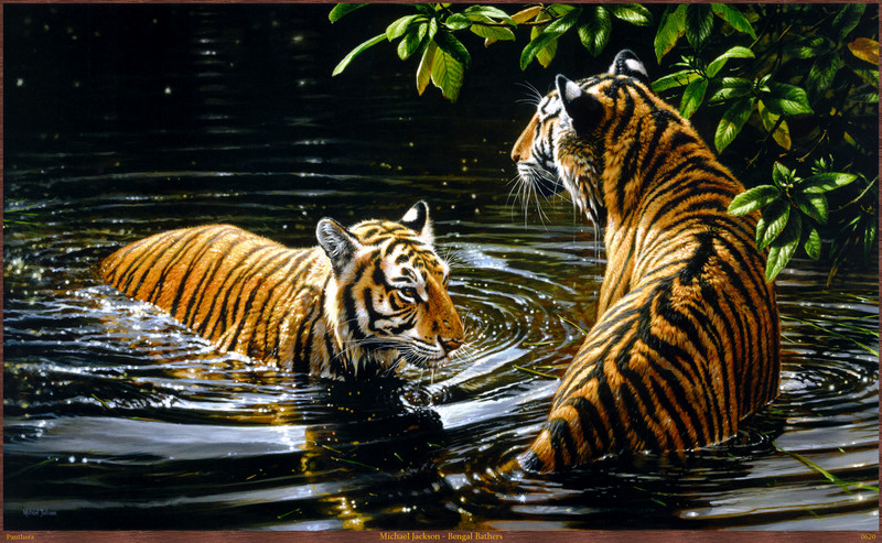 Panthera_0620_Michael_Jackson_Bengal_Bathers; DISPLAY FULL IMAGE.