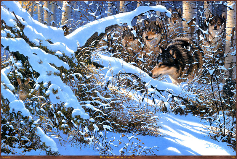 Panthera_0628_Derk_Hansen_Silence_of_the_North; DISPLAY FULL IMAGE.