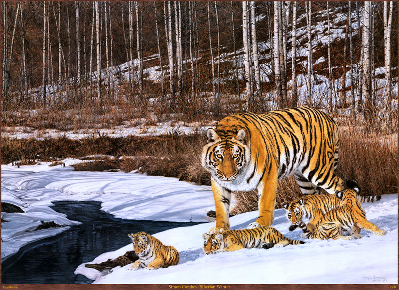 Panthera_0660_Simon_Combes_Siberian_Winter; DISPLAY FULL IMAGE.