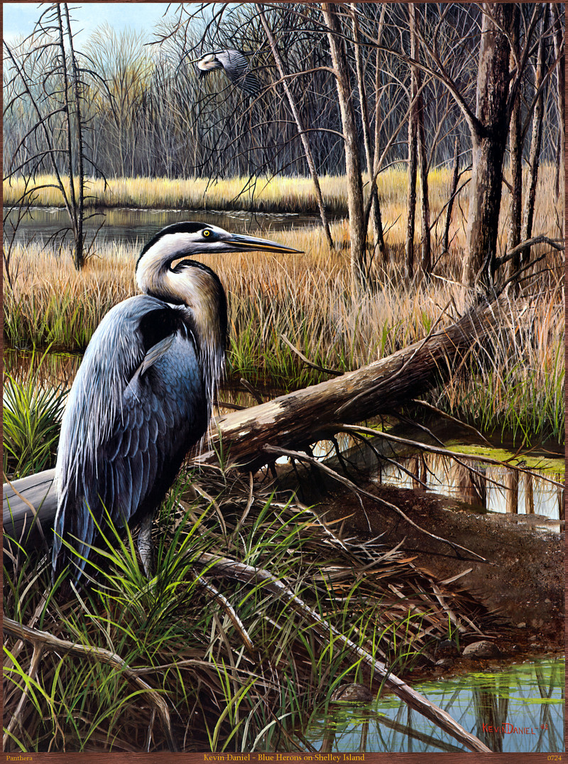 Panthera_0724_Kevin_Daniel_Blue_Herons_on_Shelley_Island; DISPLAY FULL IMAGE.