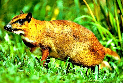 Greater mousedeer (Tragulus napu); Image ONLY