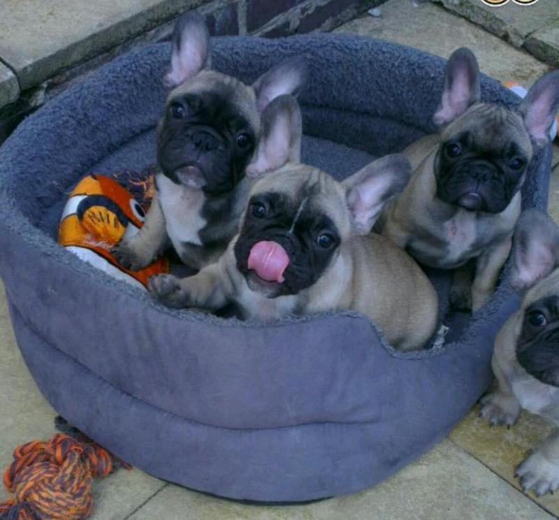 Stunning French bulldog puppies for sale Text 443-563-1239; DISPLAY FULL IMAGE.