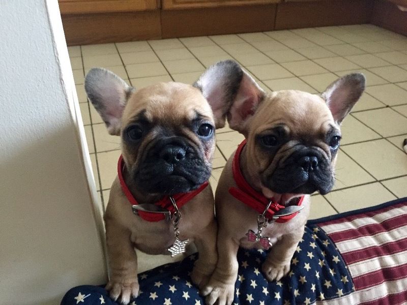 Blue French bulldog puppies for sale Text 443-563-1239; DISPLAY FULL IMAGE.