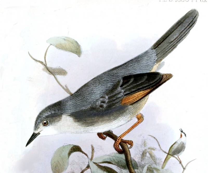 Red-winged grey warbler (Drymocichla incana) illustration; DISPLAY FULL IMAGE.