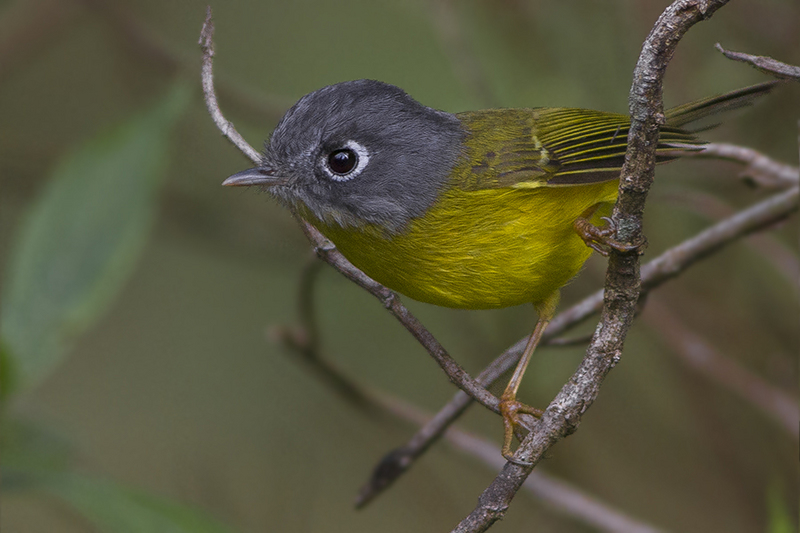 Grey-cheeked warbler (Seicercus poliogenys); DISPLAY FULL IMAGE.