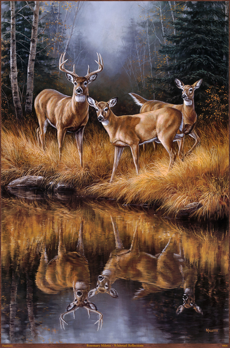 Panthera_0806_Rosemary_Millette_Whitetail_Reflections; DISPLAY FULL IMAGE.