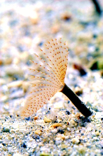 Peacock worm (Sabella pavonina); Image ONLY