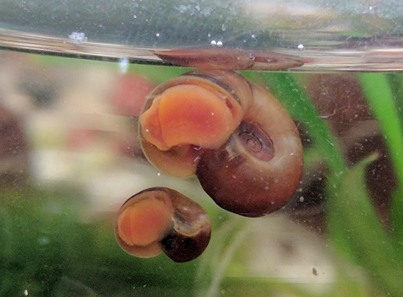 great ramshorn snails - Planorbarius corneus; DISPLAY FULL IMAGE.