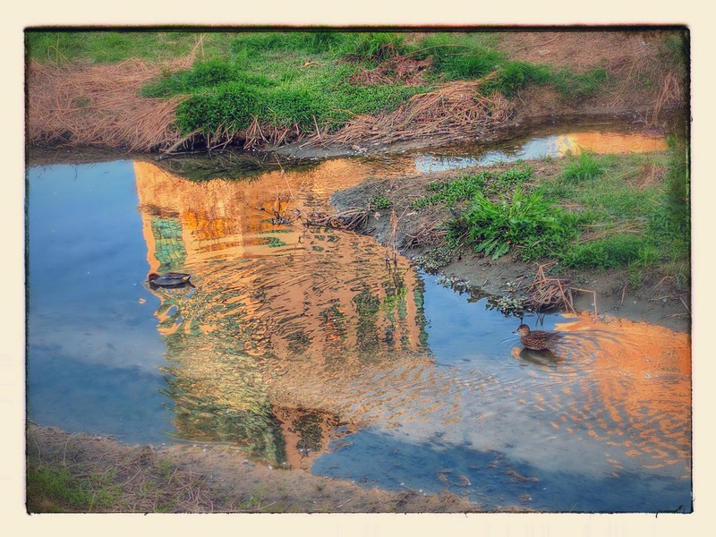Common teals on the Sunset reflection; DISPLAY FULL IMAGE.