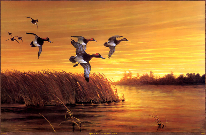 Panthera_0843_Lynn_R._Kaatz_Canvasback_Dawn; DISPLAY FULL IMAGE.