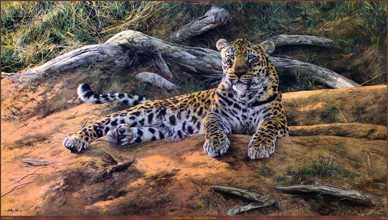 Panthera_0860_Anthony_Gibbs_Dawns_First_Scent; DISPLAY FULL IMAGE.