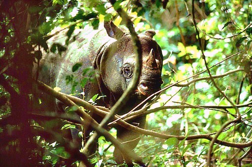 Single horned rhino wiki