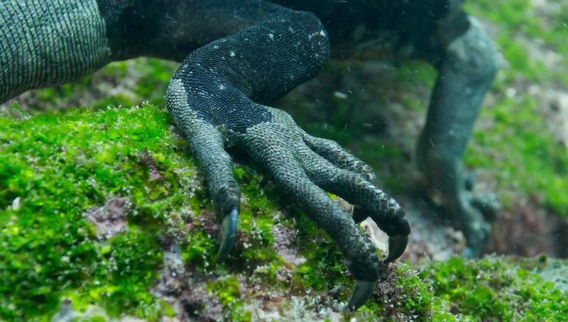Galápagos marine iguana (Amblyrhynchus cristatus); DISPLAY FULL IMAGE.
