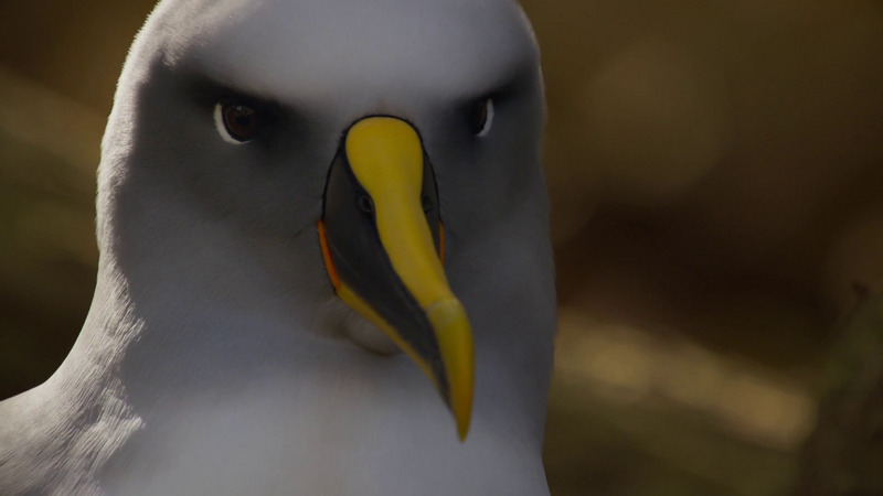 Buller's albatross (Thalassarche bulleri), male; DISPLAY FULL IMAGE.