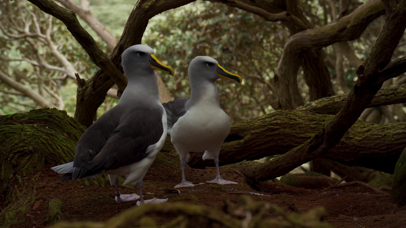 Buller's albatross (Thalassarche bulleri), pair; DISPLAY FULL IMAGE.